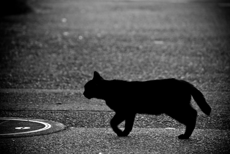 黒猫-画像