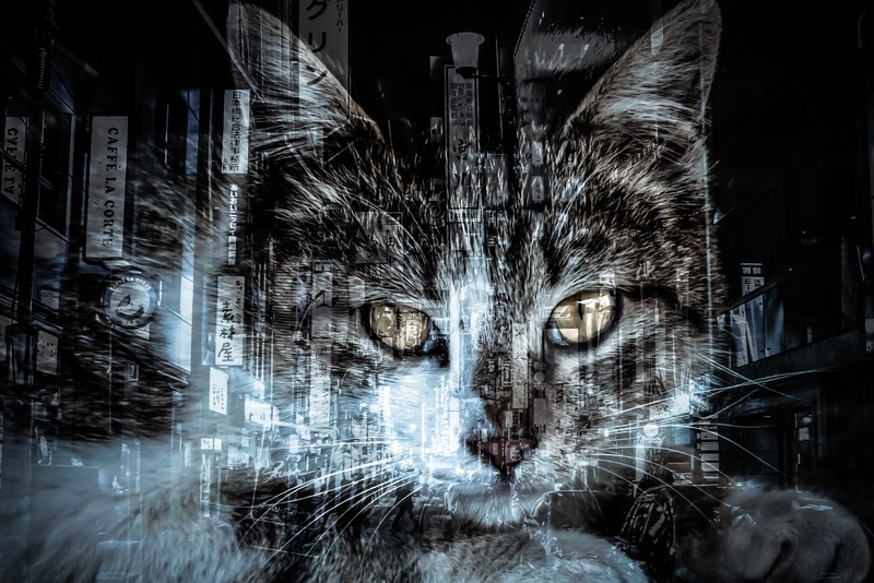 ネコと繁華街-画像