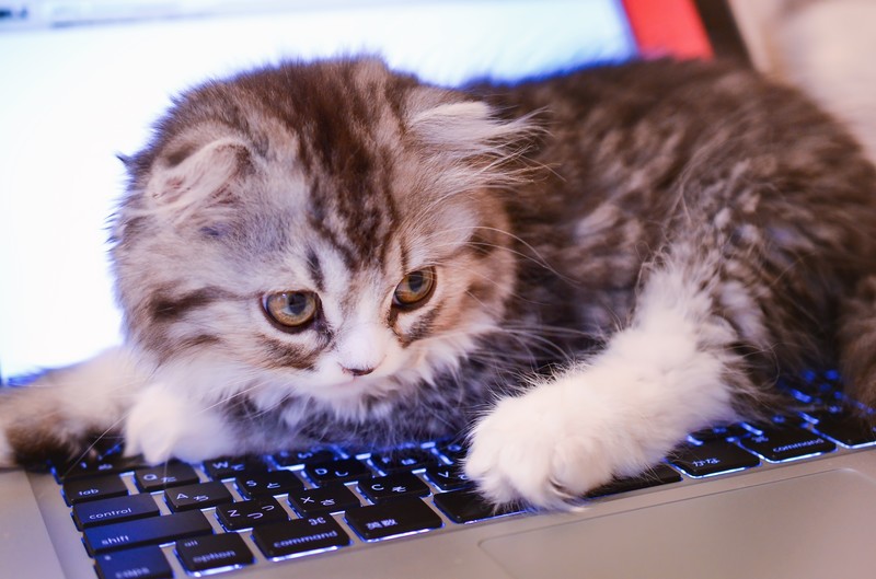 MacBookとネコ